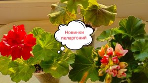 Новые сорта пеларгоний