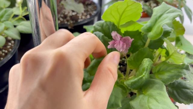 Обзор моих фиалок в цветочной комнате за 30.12.25. смотреть онлайн