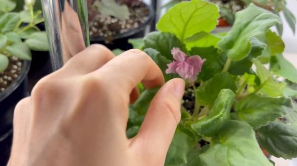 Обзор моих фиалок в цветочной комнате за 30.12.25.