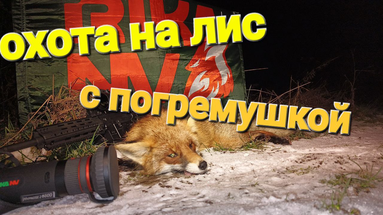 Охота на лис с погремушкой, подсказка новичкам в охоте. смотреть онлайн