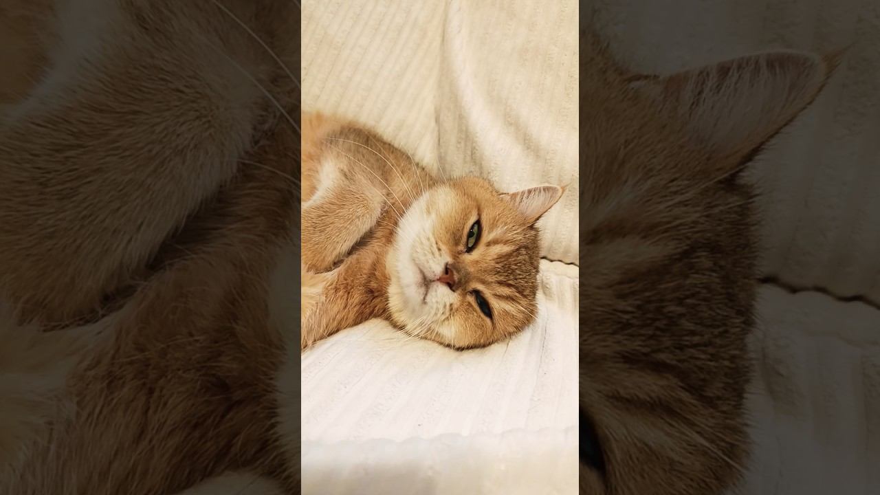 Будьте осторожны утром ☝️ #цитатыпрожизнь #цитаты  #cat  #cutecat  #золотаяшиншилла  #коттоша