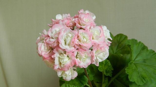 Розебудные пеларгонии. Часть 1 - великолепная пятёрка! смотреть онлайн