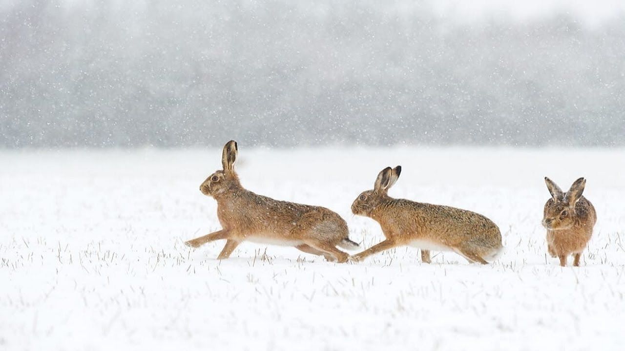 Охота на зайца. ЗАЙЦА ОЧЕНЬ МНОГО. СОБАКА РАБОТАЕТ, ТОЗ - 34 ВАЛИТ НА ПОВАЛ. Тропление зайца. смотреть онлайн