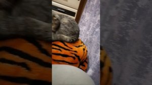 В ЛЕСУ РОДИЛАСЬ ЁЛОЧКА 😆