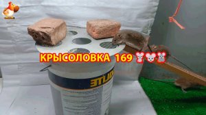 Крысоловка вариант (169) 🐀 Как сделать крысоловку своими руками и поймать кучу крыс 🐀🐁🐀