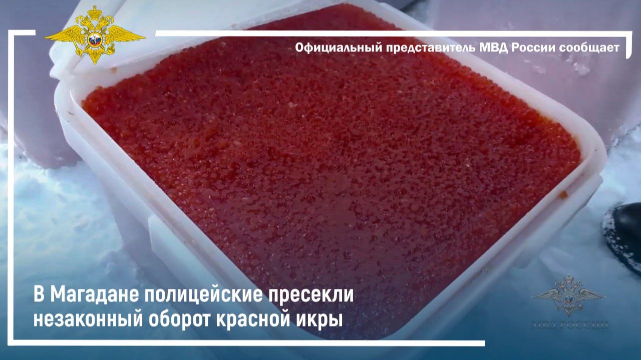 В Магадане полицейские пресекли незаконный оборот красной икры смотреть онлайн