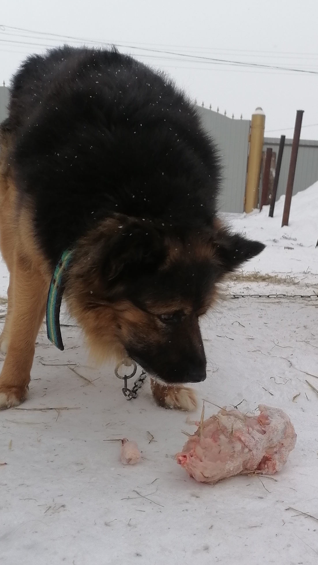 ты Мясо будешь Кушать Курочку смотреть онлайн