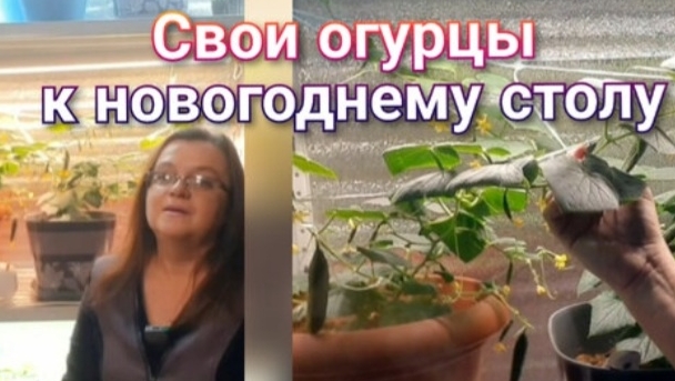 Зимний огород. Огурцы. Начало плодоношения смотреть онлайн