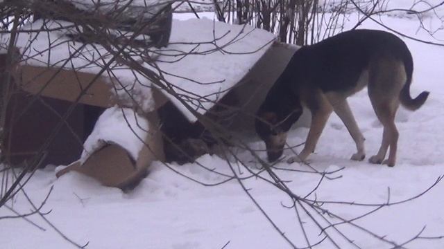 30 декабря 2025 года кабыздохи завтракают