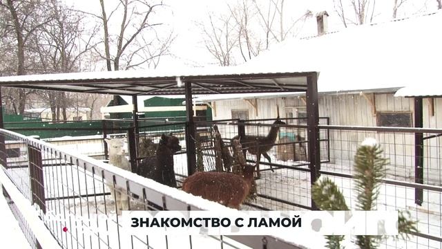 ЗНАКОМСТВО С ЛАМОЙ. Большой город 30/12/2025 смотреть онлайн