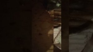 играю с мышонком