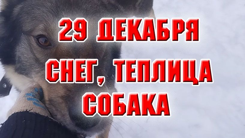 29 декабря. Снег, теплица, собака