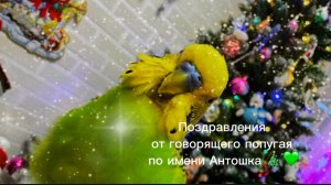 Новогодний говорящий попугай Антошка 🎄💚