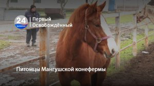 Питомцы Мангушской конефермы. 30.12.2025