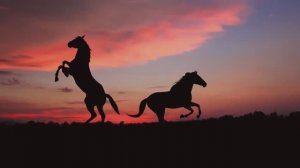 Песня Выйду ночью в поле с конём Песни красивые