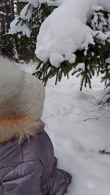предновогодний лес 25/26