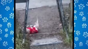 Песенка про бульдожку)