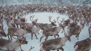 Stereo Tania -  Верю в чудо