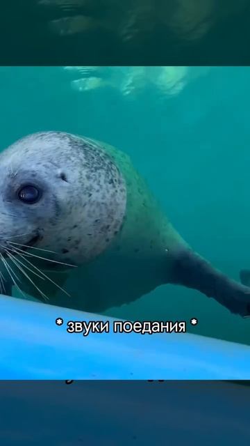 Мне купили кукурузу!!❤️