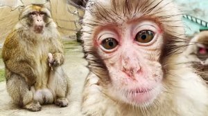 Нашли ТОЛСТЯЧКА , а он ПУГАЕТ маленькую Сакуру! ЧУМАЗАЯ Сакура такая милая! ВКУСЫ макак- дайте МЯСА!