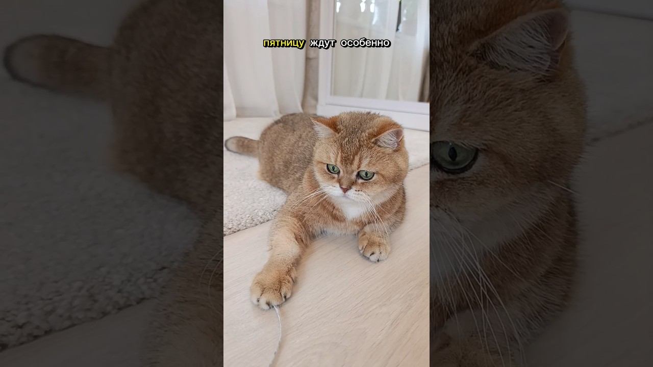 Ну вот и пятница, наступила  #цитатыпрожизнь #jasonstatham #cat #коттоша #золотаяшиншилла #котики