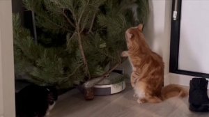 Кот и ёлка! :)