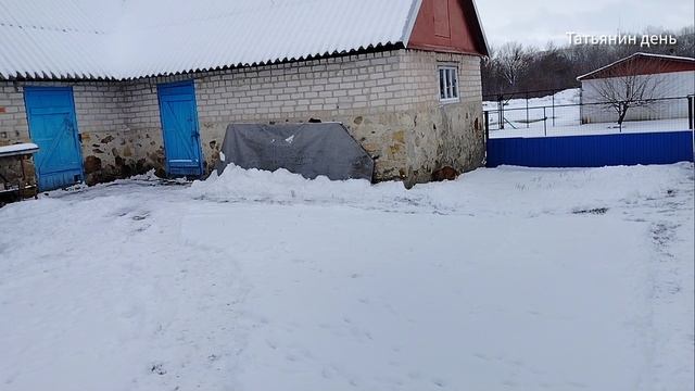 Vlog лёгкий, ни о чём : про снег на крыше; про кошек и мышку; про птичек)) смотреть онлайн