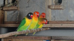 Птенцы попугаев.