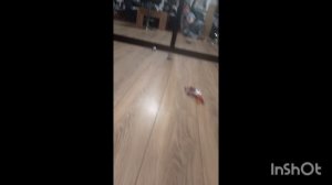 краш-тест машины из пластилина