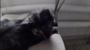 с наступающим