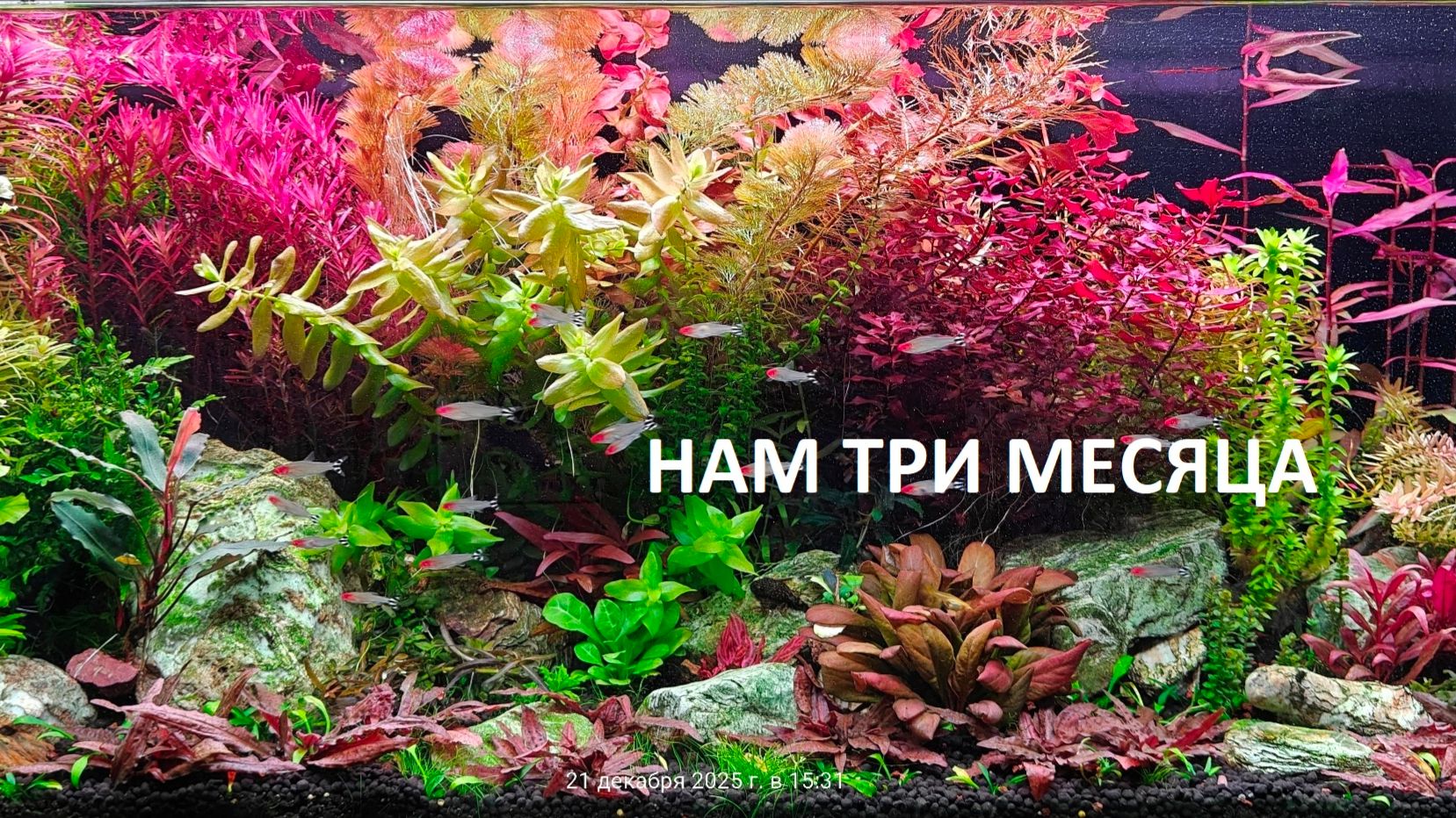 Нам три месяца после запуска на сойле ISTA. Посмотрим изменения, пробежимся по растениям. смотреть онлайн