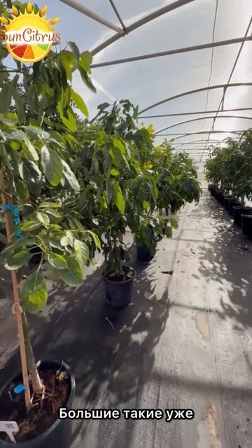 Испания 🥭 Теплицы наших поставщиков