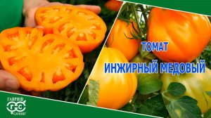 ИНЖИРНЫЙ МЕДОВЫЙ