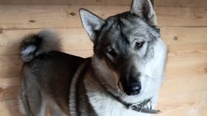 Потомок Дар