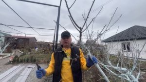 Обрезка миндаля на плодоношение.