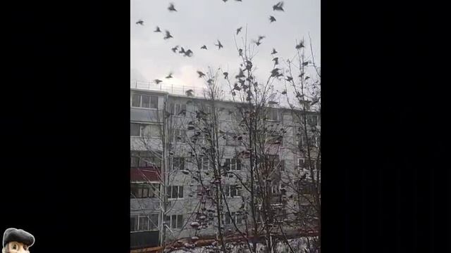 Свиристелей в декабре-25 ТЬМА