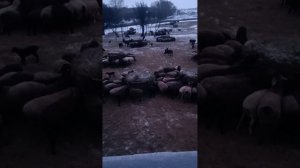 Кормовой стол