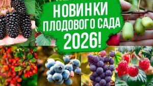 ТОП и НОВИНКИ плодовых 2026!