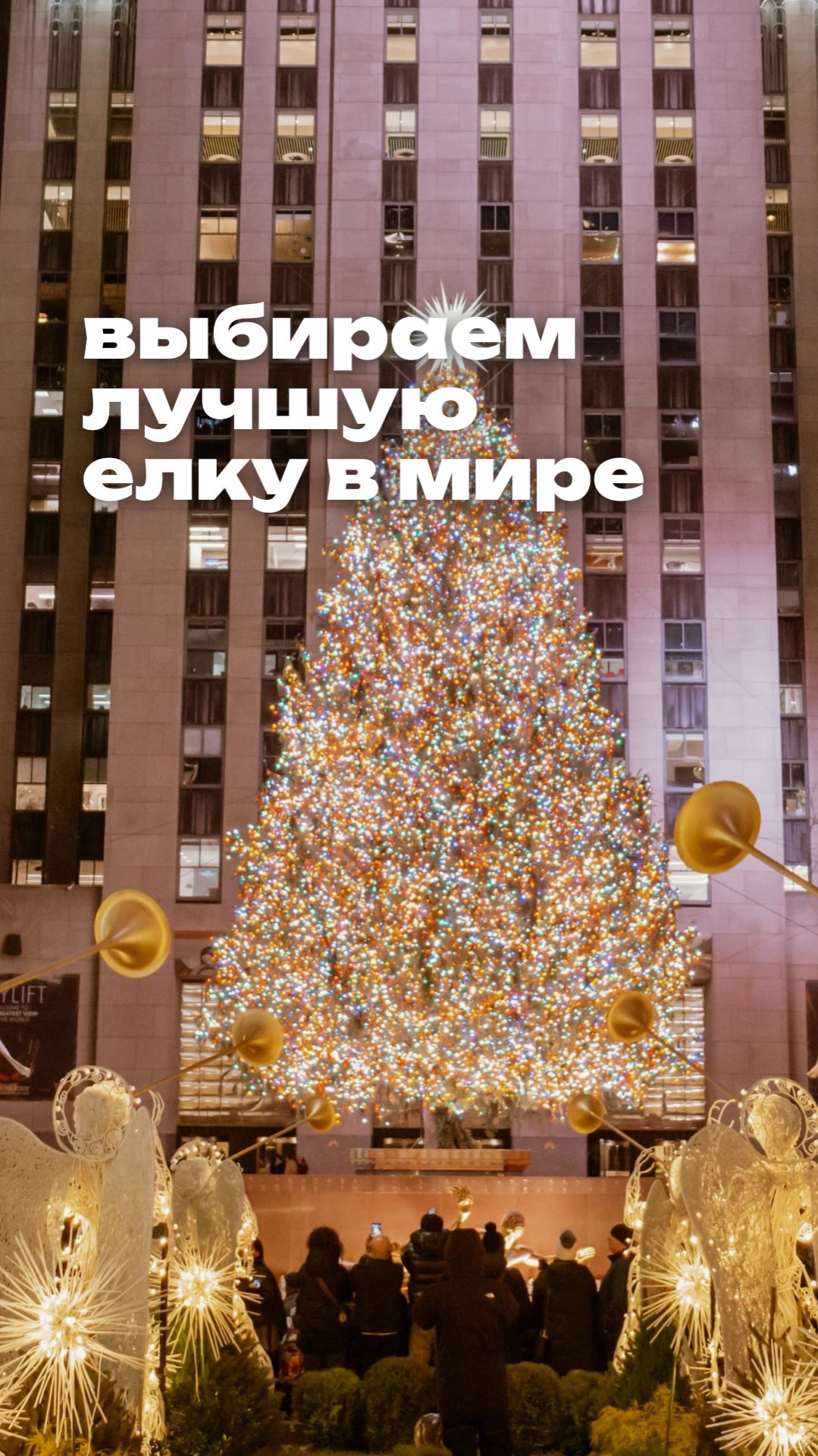 Выбираем лучшую елку в мире 🎄
