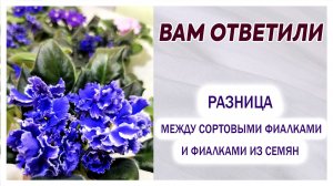Вам ответили. Разница между сортовыми фиалками и фиалками из семян.