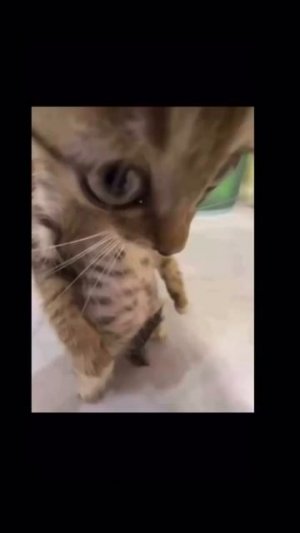 Наивная… #морозовы #юмор #memes