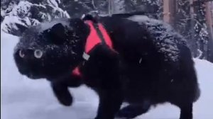 За колбасой в любую погоду