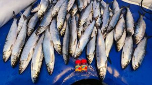 Ловля рипуса рипуса на силиконовые приманки