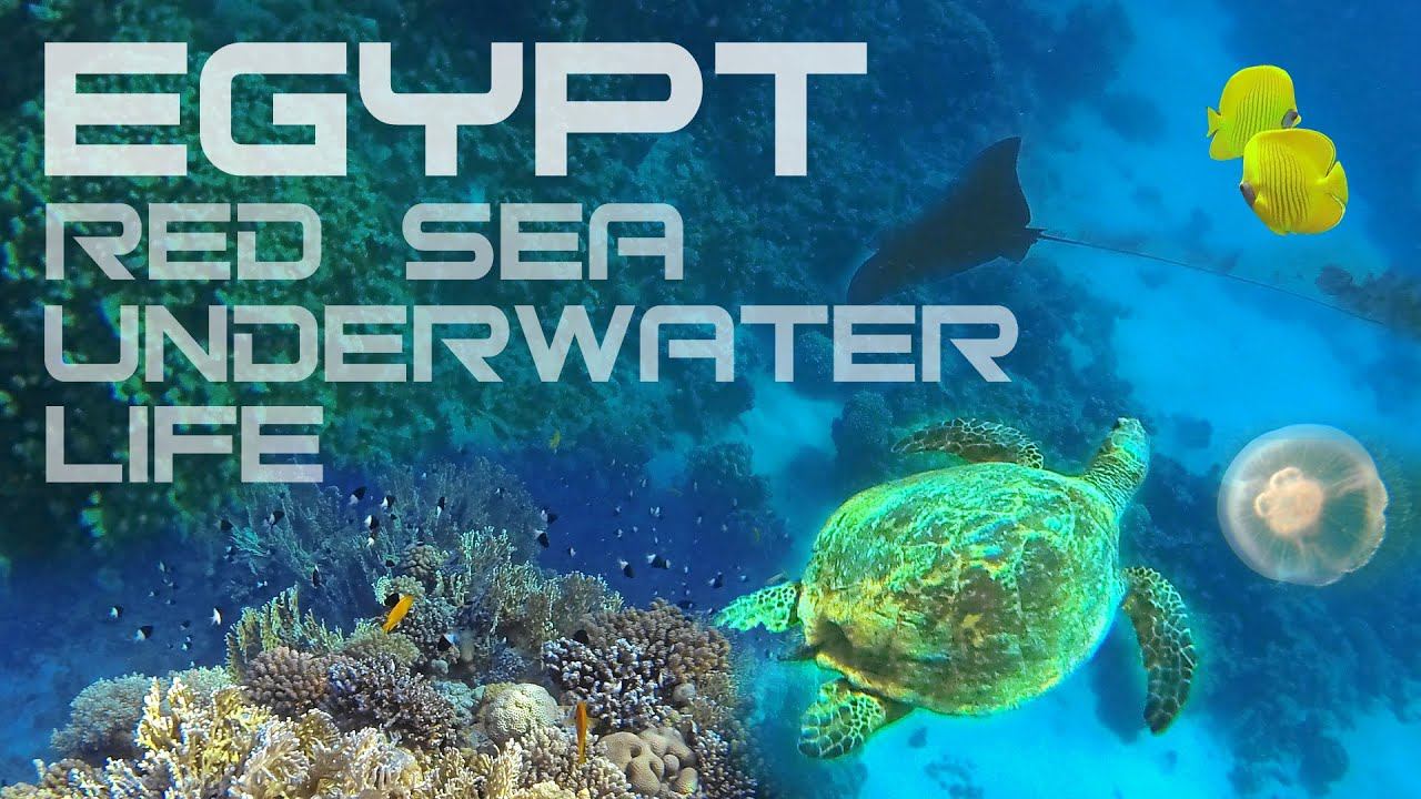 Egypt - Red Sea Underwater - Египет - Красное море подводный мир (2015) смотреть онлайн