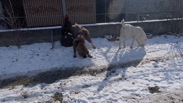 Будни Пушистого санатория ❤️❤️❤️ смотреть онлайн