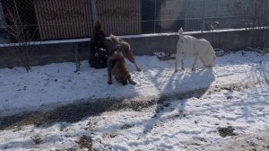 Будни Пушистого санатория ❤️❤️❤️