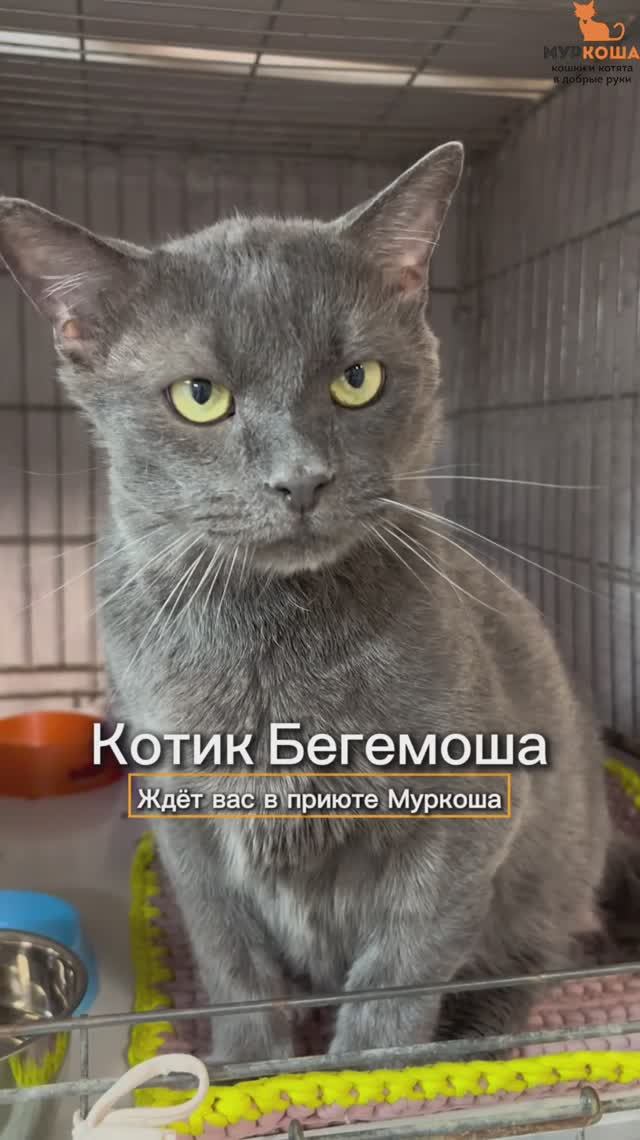 Бегемоша ждёт вас в приюте #Муркоша смотреть онлайн