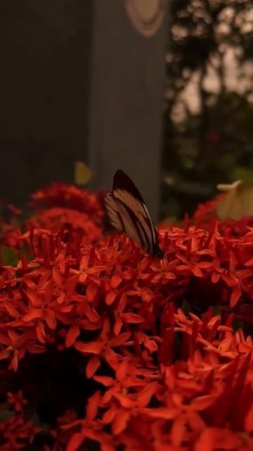 Успокой свое сердце Кораном ❤️🩹 Чтец: Фалих аль-Хариси