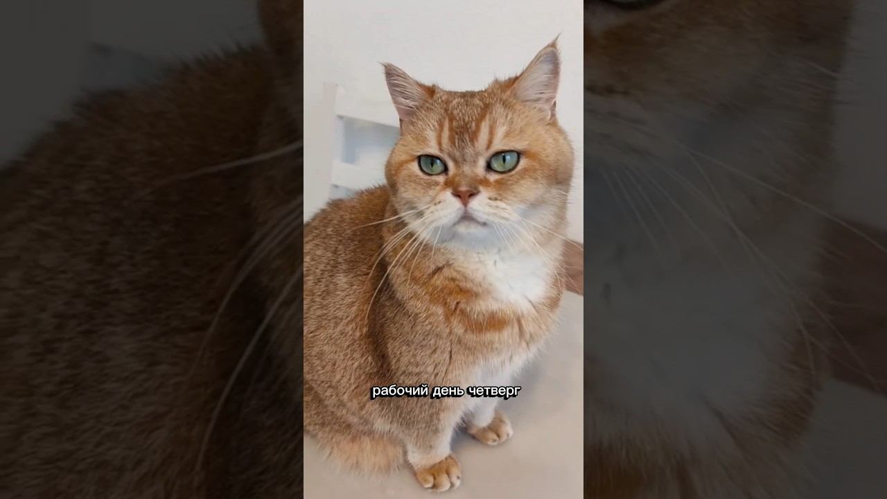 Когда неделя очень тяжёлая  #cat #веселыекоты #cutecat #золотаяшиншилла    #кот #коттоша #котики
