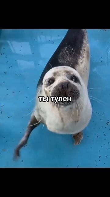 Мы тюлени😎😜😎😜😜